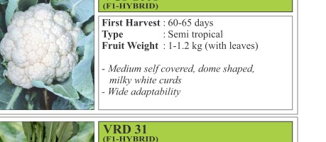 VCF 2001 Cowpea Seeds