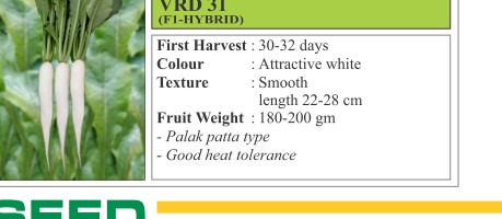 VRD 31 Cowpea Seeds