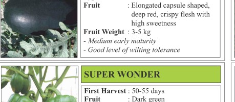 Sugar King Watermelon Seeds