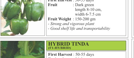 Super Wonder Watermelon Seeds