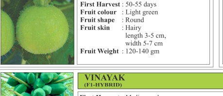 Hybrid Tinda Watermelon Seeds