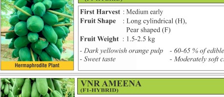 Vinayak Papaya Seeds