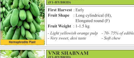 VNR Ameena Papaya Seeds