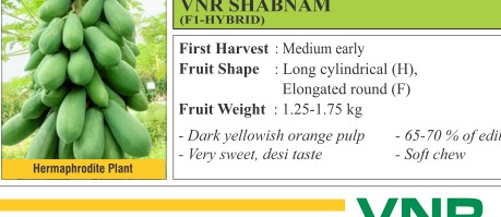 VNR Shaibnam Papaya Seeds