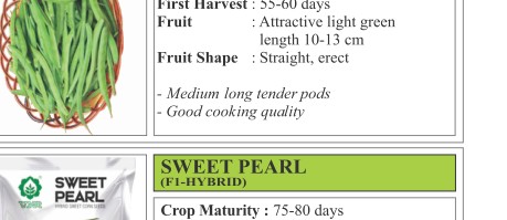 Mansi Sweet Corn Seeds