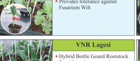 VNR Lageni Rootstock Seeds Seeds