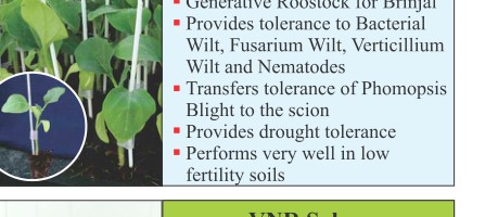 VNR Solato Rootstock Seeds Seeds