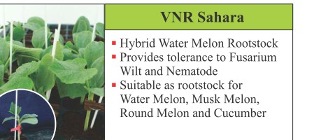 VNR Sahara Rootstock Seeds Seeds