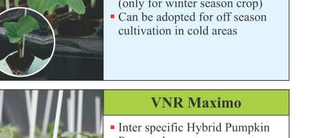 VNR Maximo Rootstock Seeds Seeds