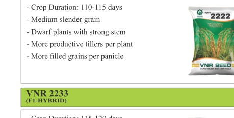 VNR 2222 Paddy Seeds