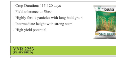VNR 2233 Paddy Seeds