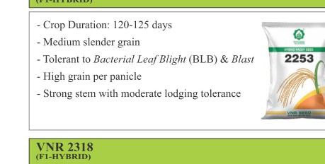 VNR 2253 Paddy Seeds