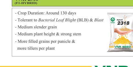 VNR 2318 Paddy Seeds