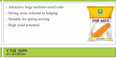 VNR 4453 Maize Seeds