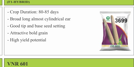 VNR 3699 Maize Seeds