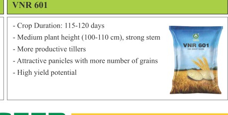 VNR 601 Maize Seeds